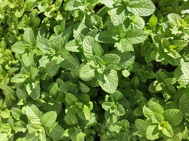 mint julep cups