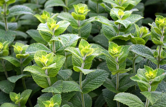 mint julep cups