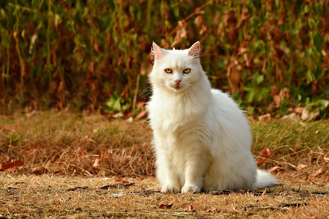 sonic cat repellents