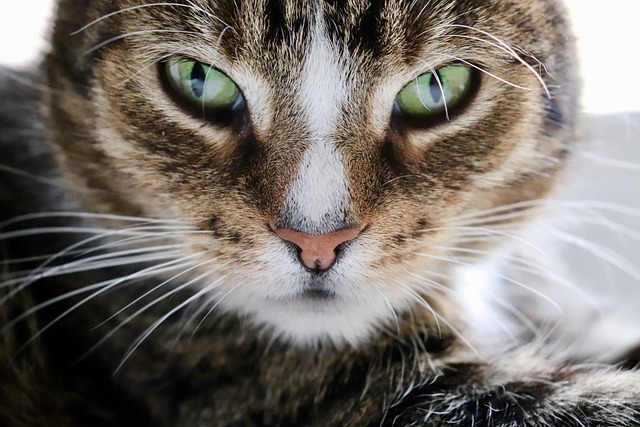 sonic cat repellents
