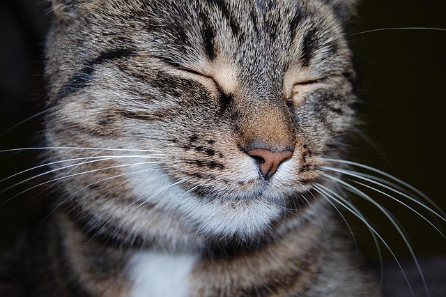 sonic cat repellents