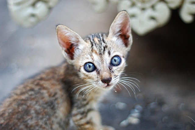 sonic cat repellents