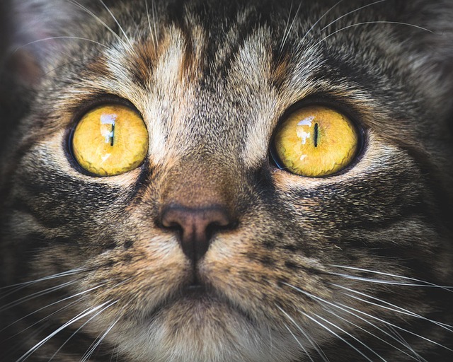 sonic cat repellents