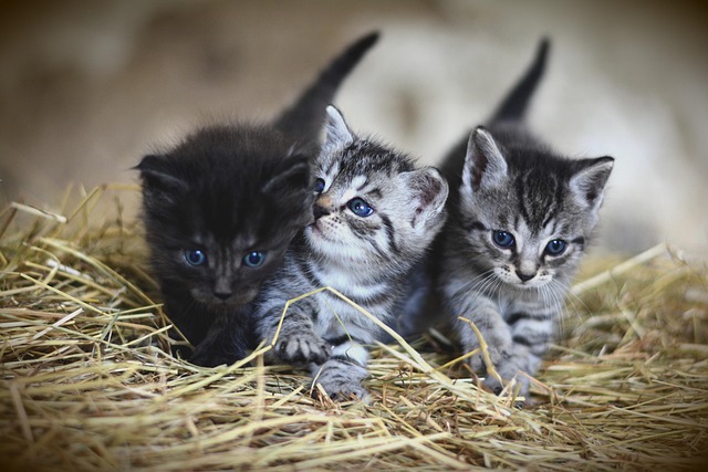 sonic cat repellents