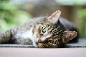 sonic-cat-repellents-640x480-97291404.jpeg