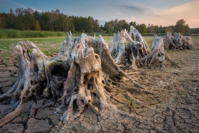 stump-grinding-640x480-29446515.jpeg