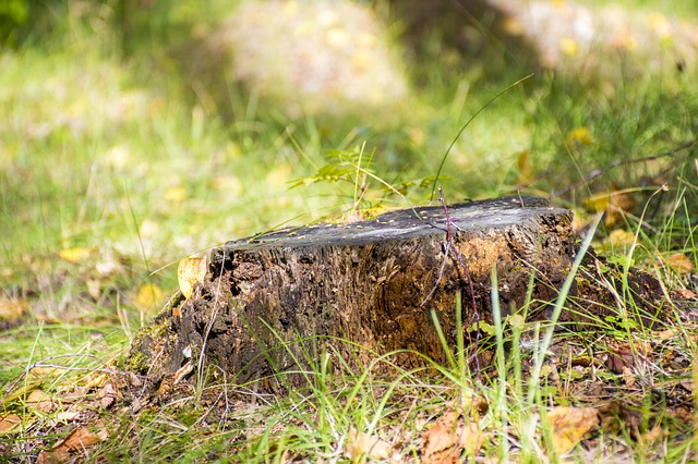 stump grinding