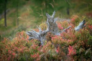stump-grinding-640x480-38811706.jpeg