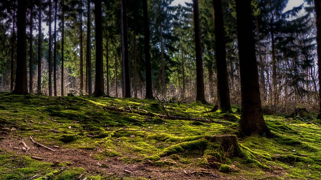 stump-grinding-640x480-54715731.jpeg