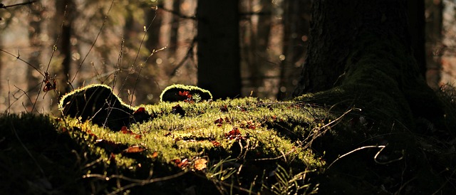 stump-grinding-640x480-62869621.jpeg