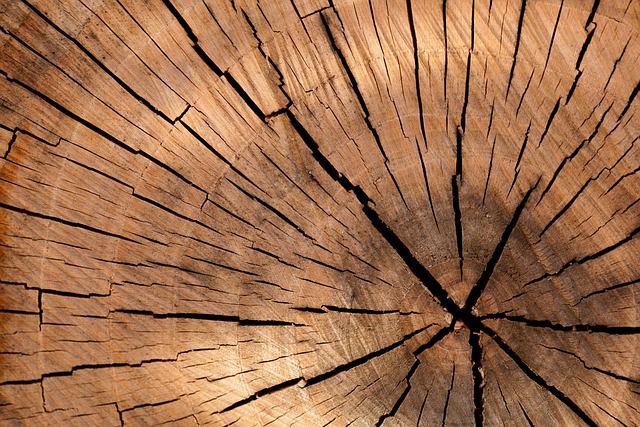 tree services