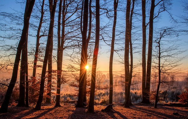 tree services