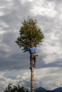 arborist-640x480-78275622.jpeg