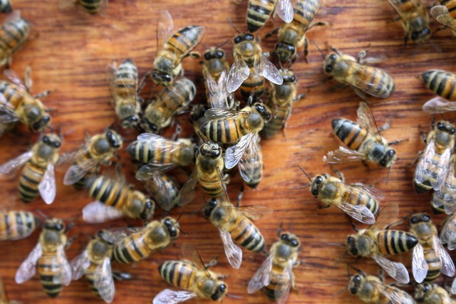 beekeeping supplies