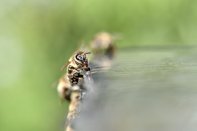 beekeeping supplies