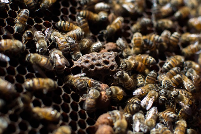 beekeeping supplies