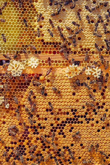 beekeeping supplies