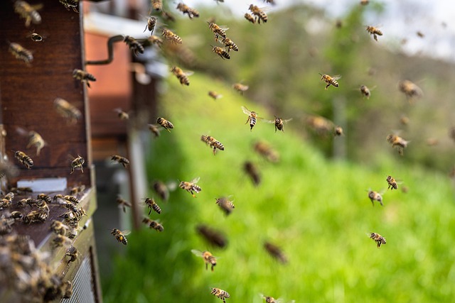 beekeeping supplies