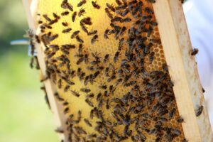 beekeeping-supplies-640x480-61204828.jpeg