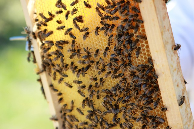 beekeeping-supplies-640x480-61204828.jpeg