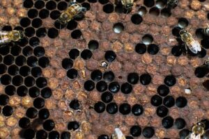 beekeeping-supplies-640x480-78321120.jpeg