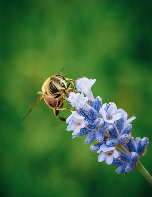 beekeeping supplies