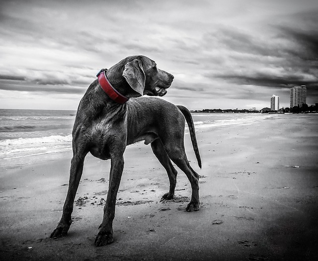 dog thermometers