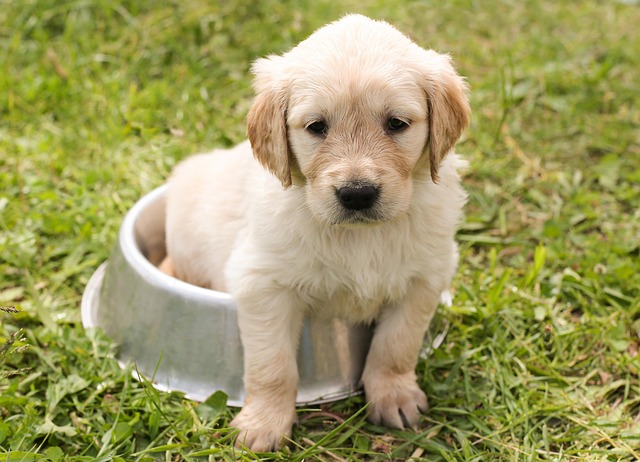 dog thermometers