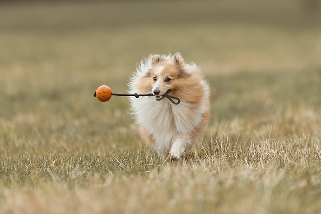 dog thermometers