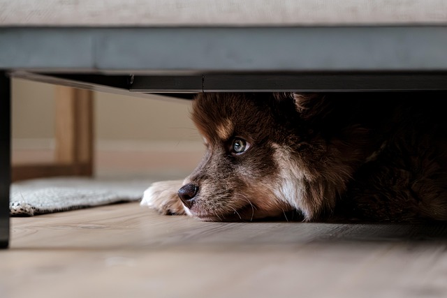dog-thermometers-640x480-26786982.jpeg