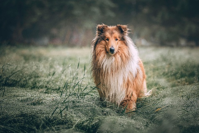 dog thermometers