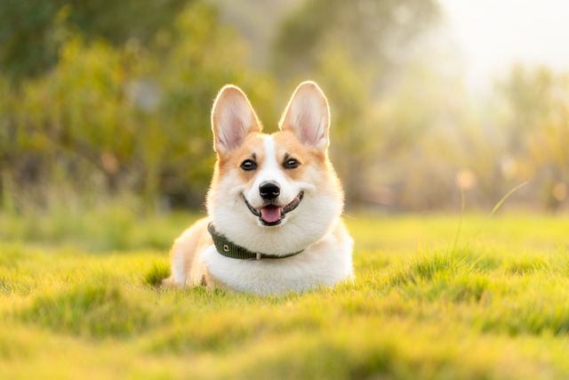 dog thermometers