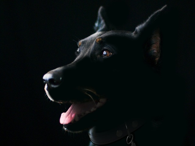 dog thermometers