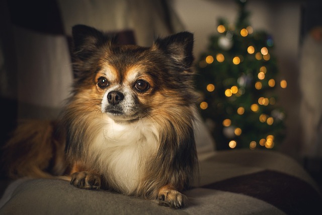 dog thermometers