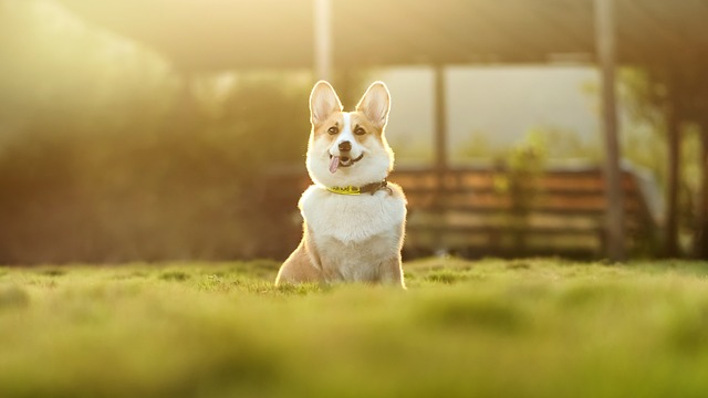 dog thermometers