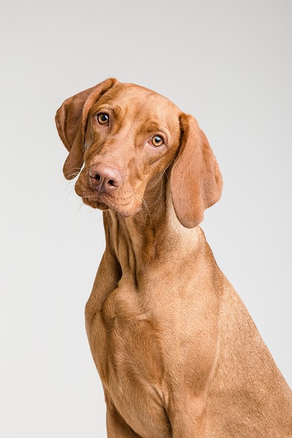dog thermometers