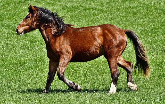 equestrian equipment