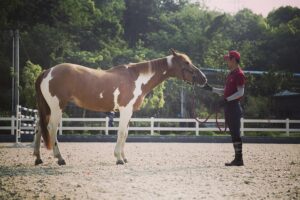 equestrian-equipment-640x480-46043835.jpeg