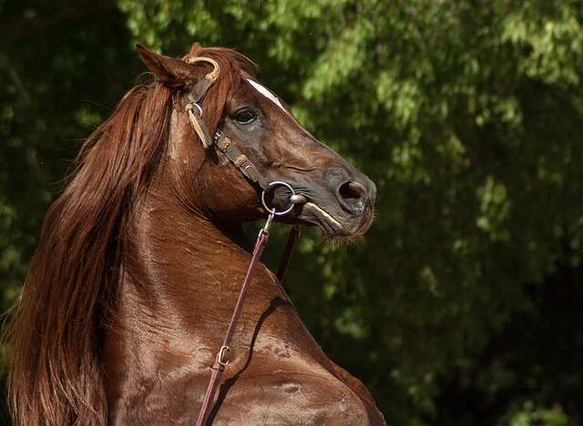 equestrian equipment