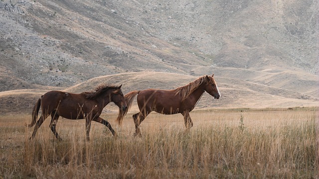 equestrian equipment