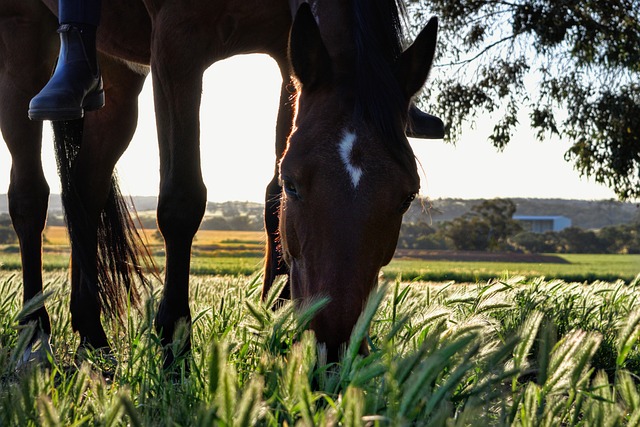 equestrian equipment