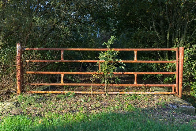 fencing foils