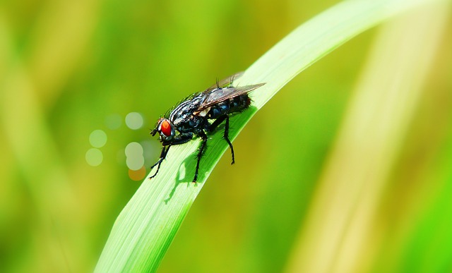 fly fishing flies