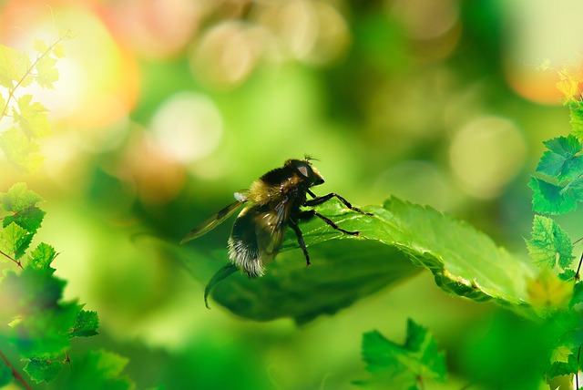 fly-fishing-flies-640x480-24270781.jpeg