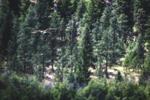 fly-fishing-flies-640x480-45533.jpeg
