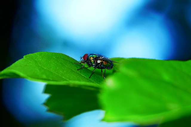 fly-fishing-flies-640x480-7652500.jpeg
