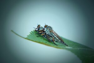 fly-fishing-flies-640x480-76758705.jpeg