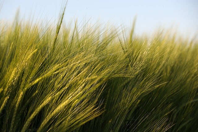 high fiber cereals
