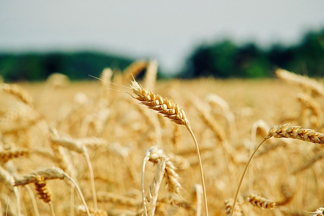 high fiber cereals