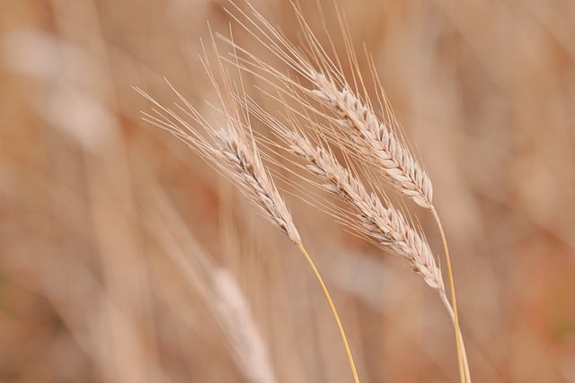 high-fiber-cereals-640x480-78547103.jpeg